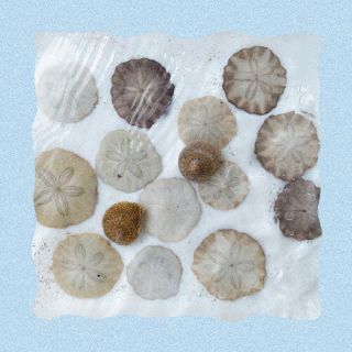 CD)すなお/貝殻を拾い集めるように(DODGE-3)(2023/12/06発売)